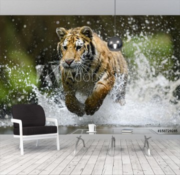 Picture of Siberian Tiger hunting in the water